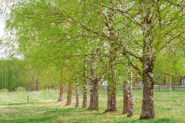 Naklejka premium Young green foliage blooms in the trees. Birch tree with fresh green leaves in a meadow in the village. Nature awakening in spring. Rural landscape and countryside.