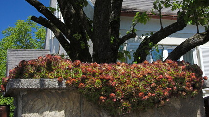 Fototapeta premium Houseleeks at a house in Austria, Europe 