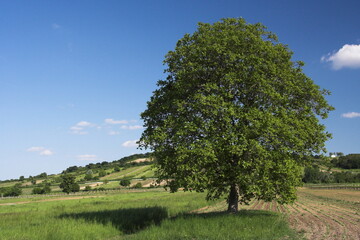 Fototapeta premium Big walnut tree in a vineyard in Austria, Europe 