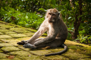 Crab-eating macaque monkey (macaca fascicularis) sitting on the pavement on a sunny day 
