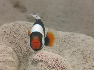 Obraz premium Panda clownfish (Amphiprion polymnus) with sea anemones at reef area