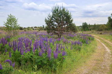 Obraz premium lupines with pink, purple and blue flowers on a background of greenery growing on the side of the road. Beauty of nature