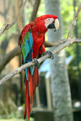 Naklejka premium Red and blue Macaw