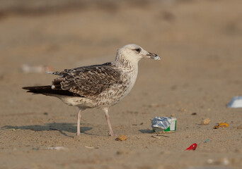 A juvenile Lesser Black-backed Gull feeding curd from the leftover dumped at Busaiteen coast, BahrainA juvenile Lesser Black-backed Gull feeding curd from the leftover dump at Busaiteen coast, Bahrain