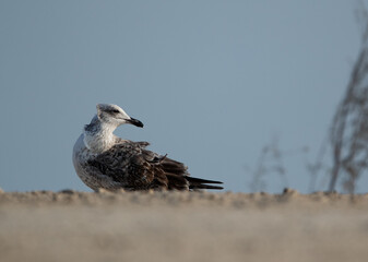 Juvenile Lesser Black-backed Gull at Busaiteen coast, Bahrain