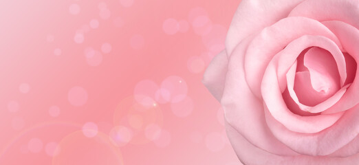 Beautiful rose on pink background, space for text. Floral card design