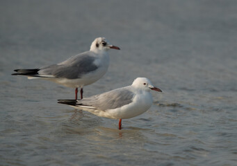 Black-headed gulls at Busaiteen coast, Bahrain