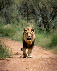 lion in the pilansberg