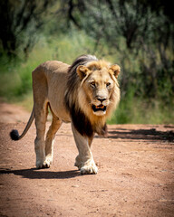 male lion in the wild