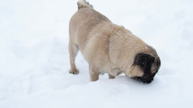 Dog eating snow. Funny pug on winter walking play in snow. slow motion