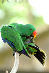 Green eclectus parrot