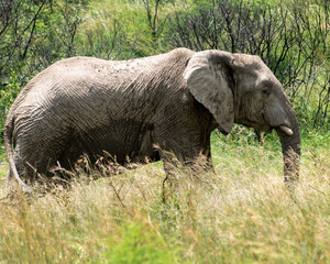 african elephant in the savannah