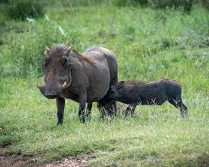 warthog feeding hoglet