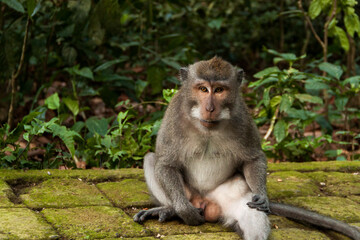 A long-tailed macaque (macaca fascicularis) touching its penis at the monkey forest in Bali 