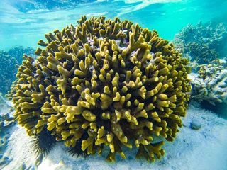 Rolgordijnen Afrika, Tanzania - Zanzibar. Duiken onder water, snorkelen met koraal en vissen in vakantie op Zanzibar © Mirko