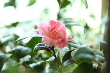 Camellia japonica Annette Gehry