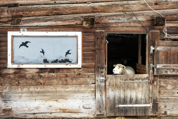 Sheep in Lauterbrunnen village in the Interlaken Oberhasli district in the canton of Bern in Switzerland. Lauterbrunnen Valley in winter.