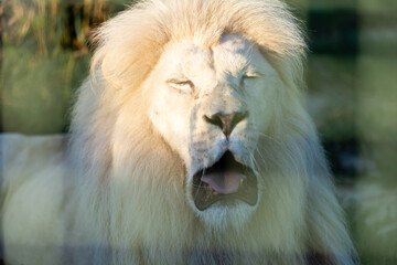 Naklejka na ściany i meble white lion in the zoo, the king of animals