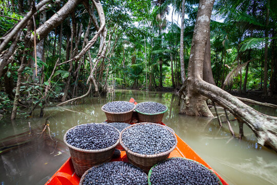 Fresh acai berries fruit in straw baskets in red boat and forest trees in the Amazon rainforest, Brazil. Concept of environment, conservation, biodiversity, healthy food, ecology, agriculture.