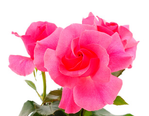 Pink roses flower.