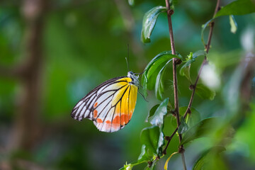Butterflies are perched on the leaves.