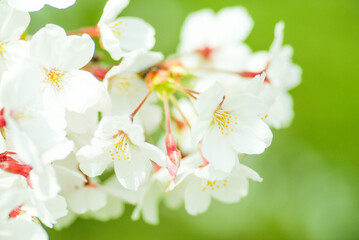 四季の花〜桜〜