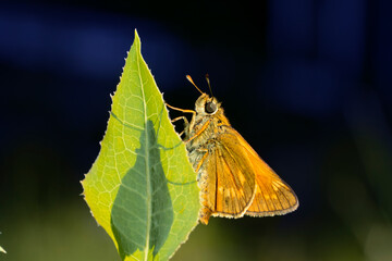 A large skipper butterfly, Ochlodes sylvanus. Beautiful butterfly on a green leaf. Place for text.