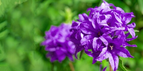 Fototapeta premium Beautiful purple bellflower on green background. Campanula glomerata in garden