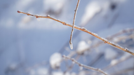 Cold frosty winter landscapes with trees and frozen branches during winter near Fulda, Germany.