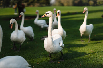 Obraz premium White swans resting on the green grass in the park.
