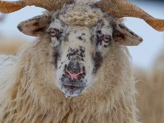 sheep close up in winter landscape