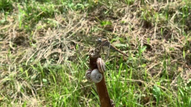 Dragonfly sitting on the stick with snails