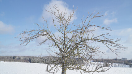 Cold frosty winter landscapes with trees and frozen branches during winter near Fulda, Germany.