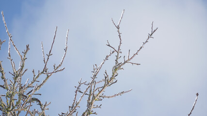 Cold frosty winter landscapes with trees and frozen branches during winter near Fulda, Germany.