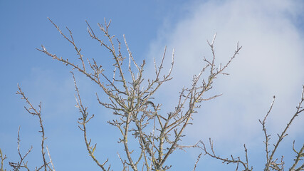 Cold frosty winter landscapes with trees and frozen branches during winter near Fulda, Germany.