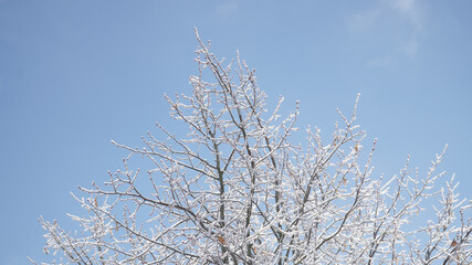 Cold frosty winter landscapes with trees and frozen branches during winter near Fulda, Germany.