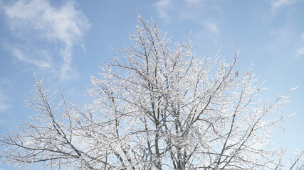 Cold frosty winter landscapes with trees and frozen branches during winter near Fulda, Germany.