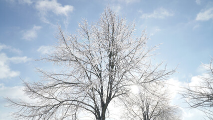 Cold frosty winter landscapes with trees and frozen branches during winter near Fulda, Germany.