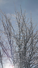 Cold frosty winter landscapes with trees and frozen branches during winter near Fulda, Germany.