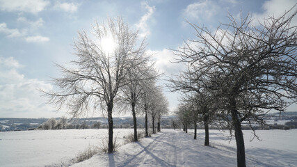 Cold frosty winter landscapes with trees and frozen branches during winter near Fulda, Germany.