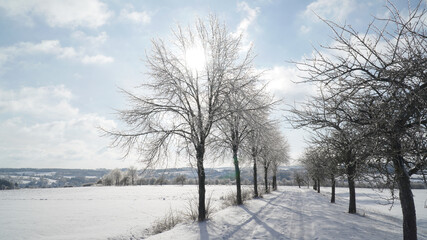 Cold frosty winter landscapes with trees and frozen branches during winter near Fulda, Germany.