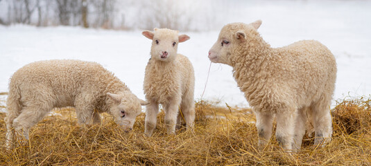cute little lambs in winter © Vera Kuttelvaserova
