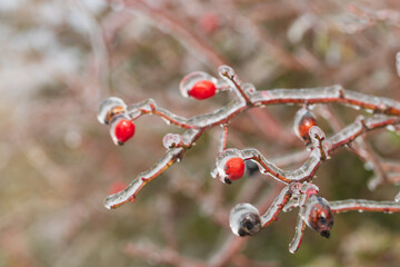 Rosehip bush - lat. pometum - in winter it is covered with ice. Photo of me blurred background - beautiful bokeh.