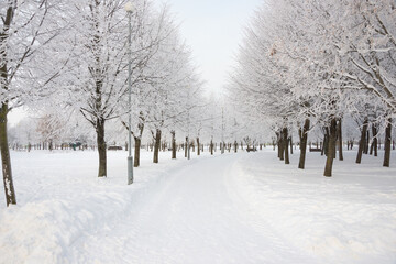 Winter landscape, trees in the snow