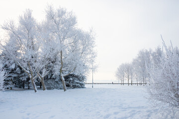 Winter landscape, trees in the snow