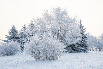 Winter landscape, trees in the snow