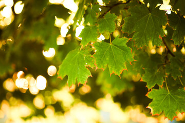 Maple tree green foliage close-up on yhe tree at sunset