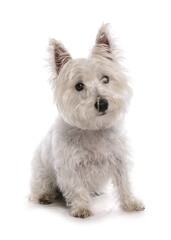 scruffy westie west highland white terrier