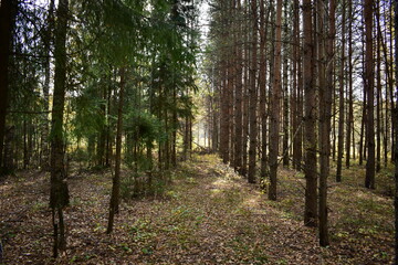 birch grove in the morning