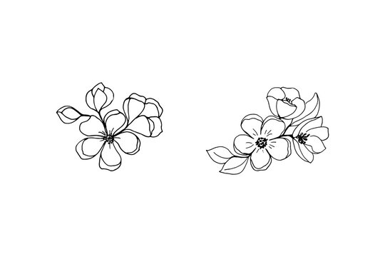 Branches of blossoming cherry sakura freehand drawing by black outline. 